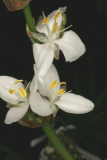 Libertia grandiflora RCP4-07 136.jpg